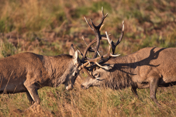 Rutting Stags in the Highlands