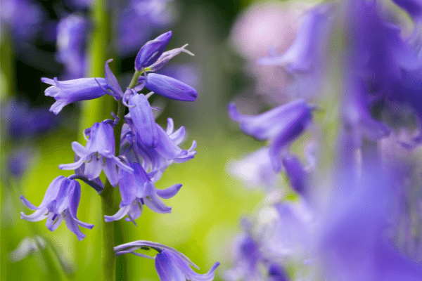 Bluebells at Blickling Estate
